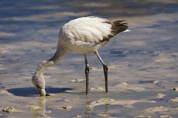Young Puna or Jamess Flamingo (Phoenicoparrus jamesi), Laguna Hedionda, Potosi, Bolivia, South...