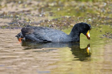 Giant Coot (Fulica gigantea), Atacama Desert, Antofagasta Region, Chile, South America