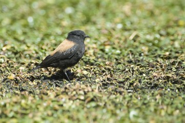 Obraz premium Andean Negrito (Lessonia oreas), Atacama desert, Antofagasta region, Chile, South America