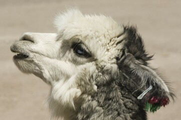 Alpaca (Vicugna pacos), Lauca National Park, Arica and Parinacota Region, Chile, South America