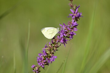 Green-veined White (Pieris napi), Lower Saxony, Germany, Europe