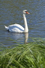 Mute Swan (Cygnus olor), Lower Saxony, Germany, Europe