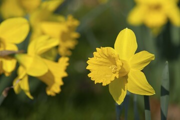 Daffodils (Narcissus pseudonarcissus)