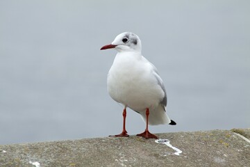 Black-headed Gull (Larus ridibundus), Kiel, Schleswig-Holstein, Germany, Europe