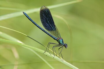 Beautiful Demoiselle (Calopteryx virgo), Luebeln, Wendland, Lower Saxony, Germany, Europe