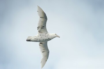 Southern giant petrel (Macronectes giganteus) in flight, South Orkney Islands, Southern Ocean, Antarctica