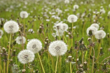 Dandelion clocks, blowballs on a meadow