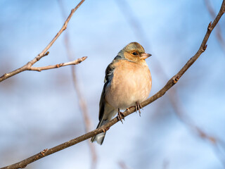 Buchfink (Fringilla coelebs)
