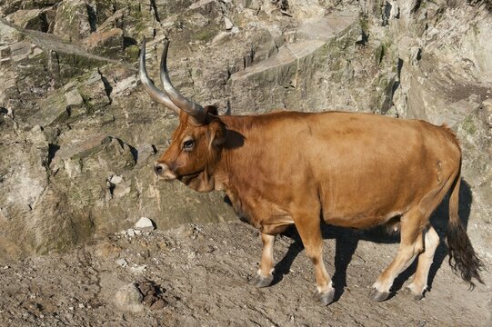 Cachena cow, Peneda Geres National Park, Minho province, Portugal, Europe