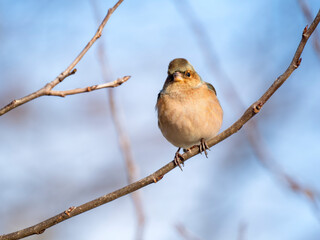 Buchfink (Fringilla coelebs)