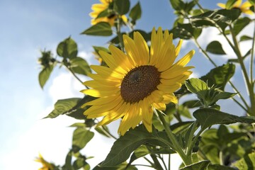 Sunflower (Helianthus annuus), Stuttgart, Baden-Wuerttemberg, Germany, Europe
