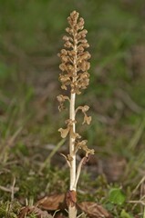 Bird's-nest Orchid (Neottia nidus-avis), Untergroeningen, Baden-Wuerttemberg, Germany, Europe