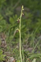Fly Orchid (Ophrys insectifera), Bargau, Baden-Wuerttemberg, Germany, Europe