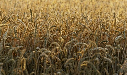 Field of ripe wheat, evening light, sunset
