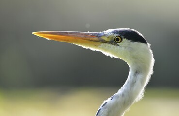 Grey Heron (Ardea cinerea), Stuttgart, Baden-Wuerttemberg, Germany, Europe
