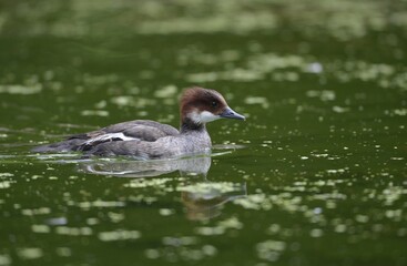Smew (Mergellus albellus), female, Stuttgart, Baden-Wuerttemberg, Germany, Europe