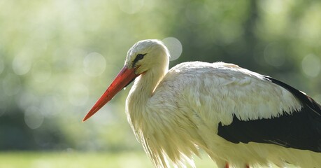White Stork (Ciconia ciconia), Stuttgart, Baden-Wuerttemberg, Germany, Europe