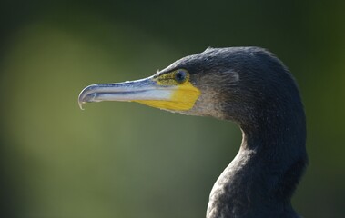 Great Cormorant or Great Black Cormorant (Phalacrocorax carbo), Stuttgart, Baden-Wuerttemberg, Germany, Europe