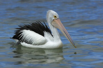 Australian Pelican (Pelecanus conspicillatus), Australia, Oceania