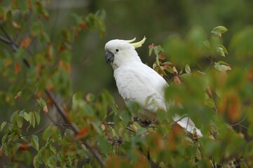 Sulphur-crested Cockatoo (Cacatua galerita), Australia, Oceania