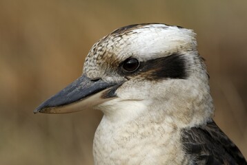 Kookaburra (Dacelo gigas), Australia, Oceania