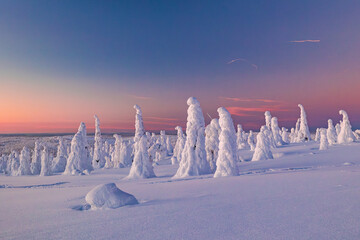 winter landscape with snow