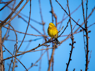 Goldammer (Emberiza citrinella)