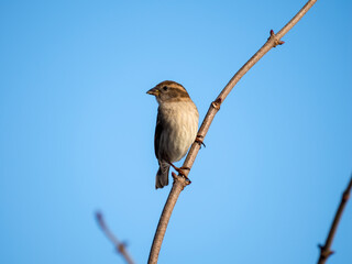 Haussperling (Passer domesticus)