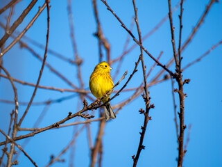 Goldammer (Emberiza citrinella)