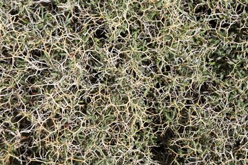 Spiny burnet (Sarcopoterium spinosum), Crete, Greece, Europe