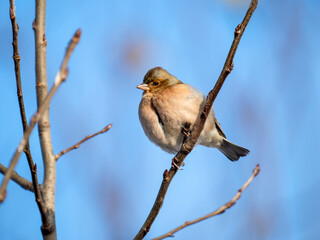 Buchfink (Fringilla coelebs)
