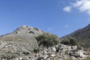Olive trees near Hohlakies (Chochlakies), Crete, Greece, Europe