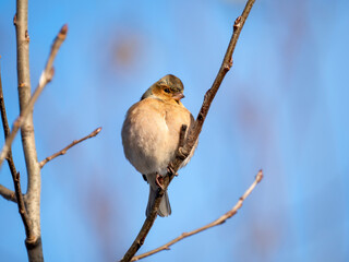 Buchfink (Fringilla coelebs)