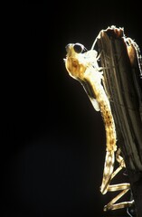 Development of a damslefly (Lestes sp.), series, Nr.3