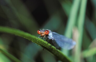 Male Red-eyed damselfly (Erythromma najas), Germany, Europe