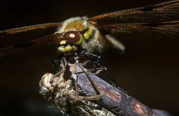Four-spotted Skimmer (Libellula quadrimaculata), Germany, Europe