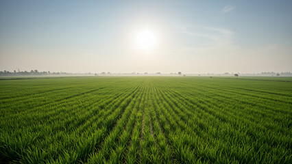 A lush rice paddy field with neat, under a bright, sunny sky, green rows stretching into the horizon.