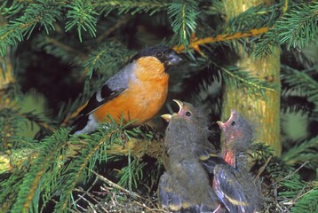 Bullfinch (Pyrrhula pyrrhula), male feeding at nest