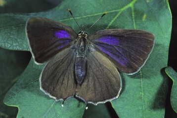 Oak hawk moth (Quercusia quercus)