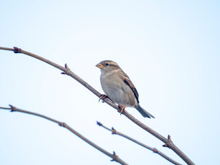 Haussperling (Passer domesticus)