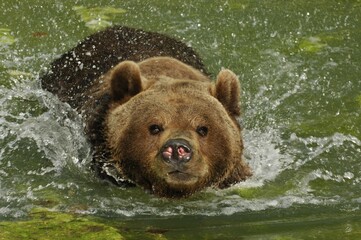 Brown bear, (Ursus arctos) bathing