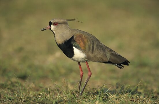 Southern Lapwing (Vanellus chilensis), Pantanal, Brazil, South America