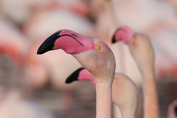 Flamant rose