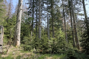 Mixed forest with dead and young spruces, regeneration, Bayerischer Wald National park, Lower Bavaria, Germany, Europe