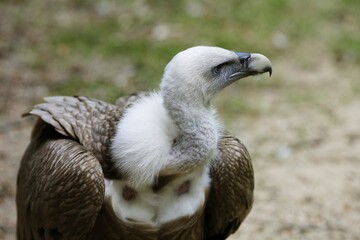 Griffon Vulture, Gyps fulvus, Bayerischer Wald National Park, Bavaria, Germany, Europe