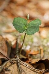 Seedling of European Beech, Fagus sylvatica