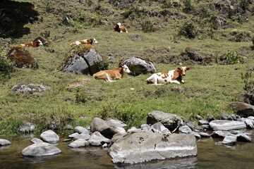 Cows in Los Quetzales National Park, Rio Savegre, 2200mNN, Costa Rica, Central America