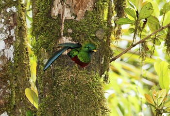 Resplendent Quetzal (Pharomachrus mocinno), male in nest, Los Quetzales National Park, Costa Rica,...