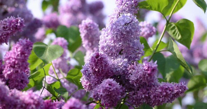 Beautiful lilac flowers blooming in spring
