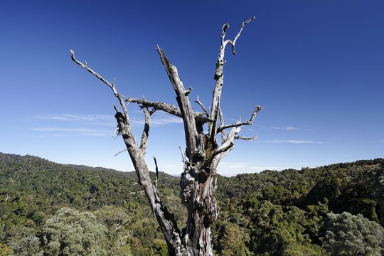 Death tree in Los Quetzales National Park, oak forest, 2800 mNN, Costa Rica, Central America